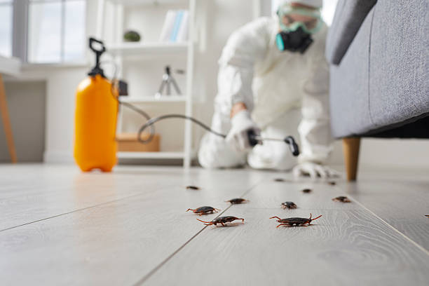 Commercial Kitchen Cockroach Control in Panorama Village